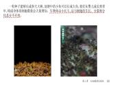 人教版生物七年级上册1.3.1《细胞通过分裂产生新细胞》教学课件