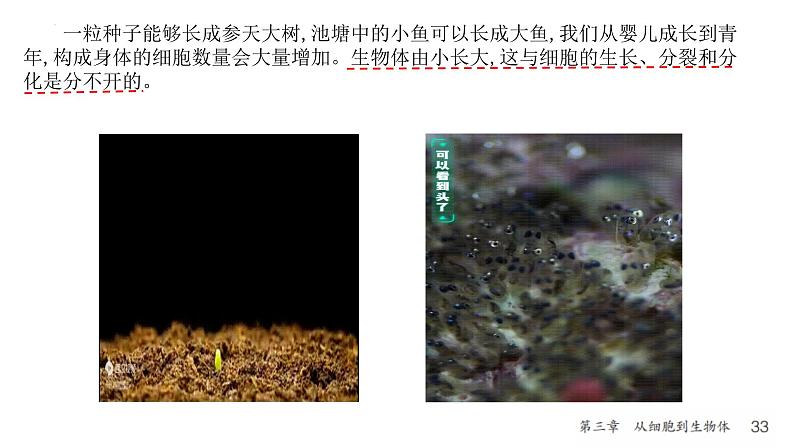 人教版生物七年级上册1.3.1《细胞通过分裂产生新细胞》教学课件03