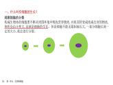 人教版生物七年级上册1.3.1《细胞通过分裂产生新细胞》教学课件