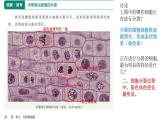 人教版生物七年级上册1.3.1《细胞通过分裂产生新细胞》教学课件