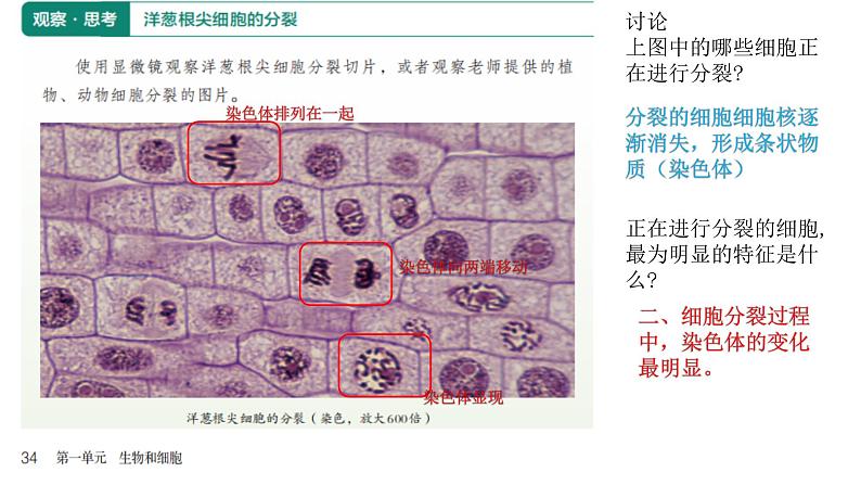 人教版生物七年级上册1.3.1《细胞通过分裂产生新细胞》教学课件05