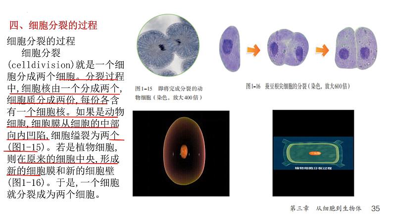 人教版生物七年级上册1.3.1《细胞通过分裂产生新细胞》教学课件07