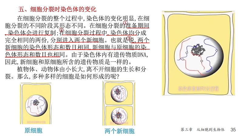 人教版生物七年级上册1.3.1《细胞通过分裂产生新细胞》教学课件08