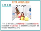 人教版生物七年级上册1.3.1《细胞通过分裂产生新细胞》教学课件 (2)