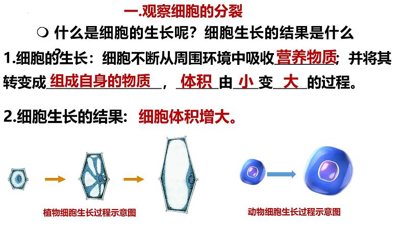 人教版生物七年级上册1.3.1《细胞通过分裂产生新细胞》教学课件 (2)04