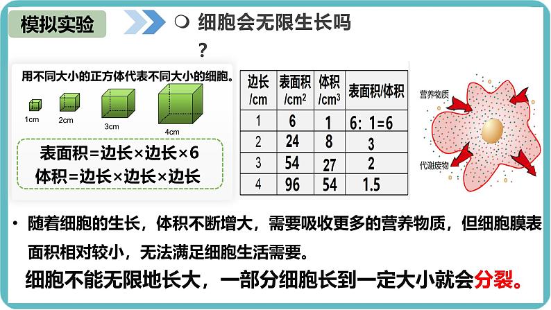 人教版生物七年级上册1.3.1《细胞通过分裂产生新细胞》教学课件 (2)05