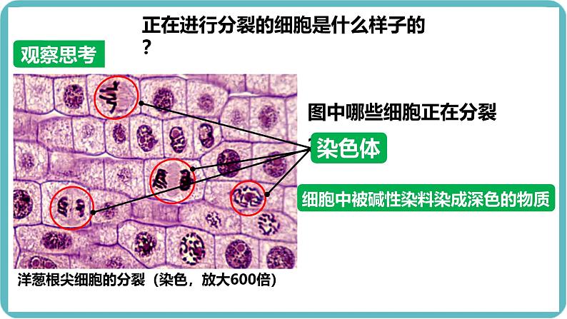 人教版生物七年级上册1.3.1《细胞通过分裂产生新细胞》教学课件 (2)08