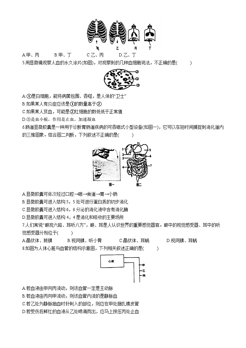 山东省日照市北京路中学2024-2025学年八年级上学期10月月考生物试题(无答案)第2页