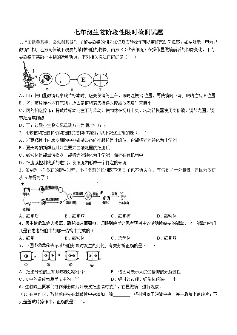 内蒙古伊金霍洛旗鄂尔多斯市第一中学伊金霍洛分校2024-2025学年七年级上学期10月月考生物试题(无答案)第1页