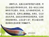 【核心素養(yǎng)目標(biāo)】第二單元多種多樣的生物第二章動(dòng)物的類(lèi)群第一節(jié)無(wú)脊椎動(dòng)物課件+配套教案2024人教版生物七年級(jí)上冊(cè)