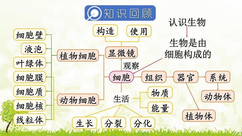 【核心素养目标】第一单元生物和细胞单元小结核心素养课件2024新人教版生物七年级上册第2页