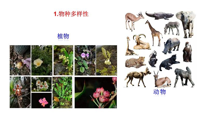 1.1.1 形形色色的生物 课件----2024-2025学年北师大（2024版）七年级生物上册第7页