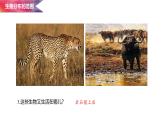 1.1.1 形形色色的生物课件  -2024-2025学年北师大（2024版）七年级生物上册