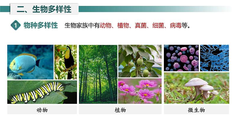 1.1.1形形色色的生物 课件    2024-2025学年北师大（2024版）七年级生物上册第6页