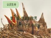 1.1.1形形色色的生物课件 2024-2025学年北师大（2024版）七年级生物上册