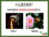 1.1.1形形色色的生物课件 2024-2025学年北师大（2024版）七年级生物上册