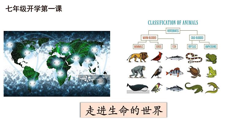 1.1.1形形色色的生物课件——2024-2025学年北师大（2024版）七年级生物上册第2页