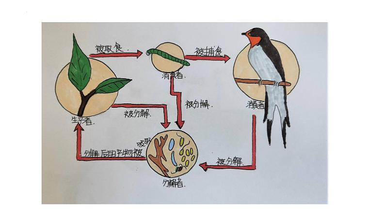 1.1.1形形色色的生物课件——2024-2025学年北师大（2024版）七年级生物上册第6页