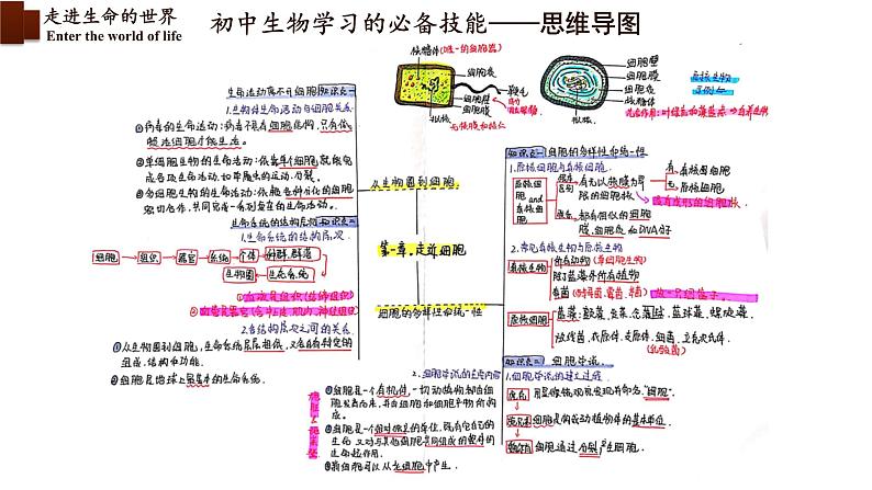 1.1.1形形色色的生物课件——2024-2025学年北师大（2024版）七年级生物上册第8页