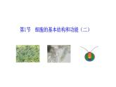 2.2.1  细胞的基本结构和功能（二）  课件--2024-2025学年北师大（2024版）七年级生物上册