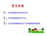 2.2.1  细胞的基本结构和功能（二）  课件--2024-2025学年北师大（2024版）七年级生物上册