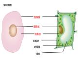 2.2.1 细胞的基本结构和功能课件----2024-2025学年北师大（2024版）七年级生物上册