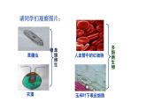 2.2.1细胞的基本结构和功能（一）  课件--2024-2025学年北师大（2024版）七年级生物上册