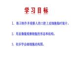 2.2.1细胞的基本结构和功能（一）  课件--2024-2025学年北师大（2024版）七年级生物上册
