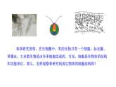 2.2.1细胞的基本结构和功能（一）  课件--2024-2025学年北师大（2024版）七年级生物上册