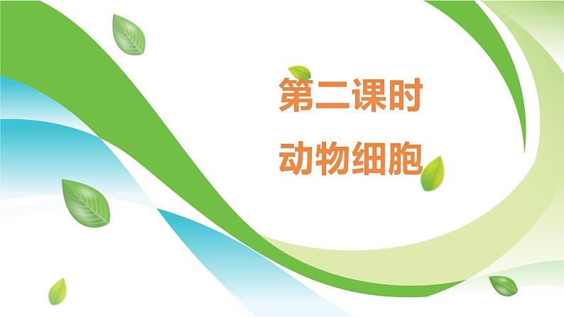 2.2.1.2 动物细胞  课件----2024-2025学年北师大（2024版）七年级生物上册01