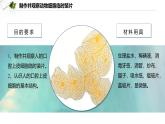 2.2.1.2 动物细胞  课件----2024-2025学年北师大（2024版）七年级生物上册