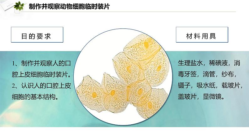 2.2.1.2 动物细胞  课件----2024-2025学年北师大（2024版）七年级生物上册02