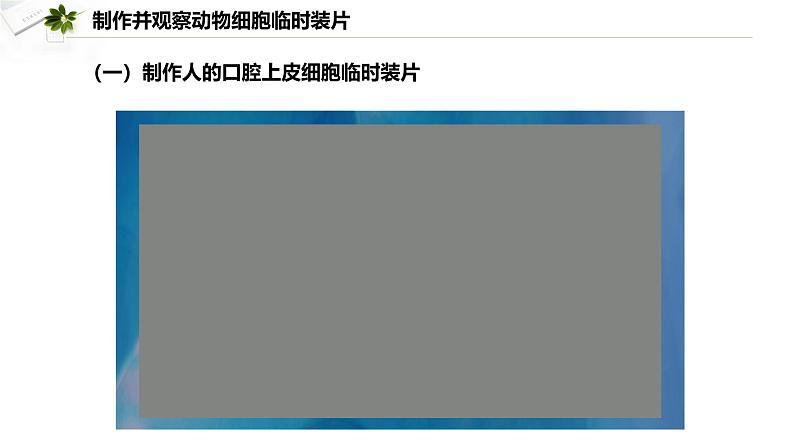 2.2.1.2 动物细胞  课件----2024-2025学年北师大（2024版）七年级生物上册03