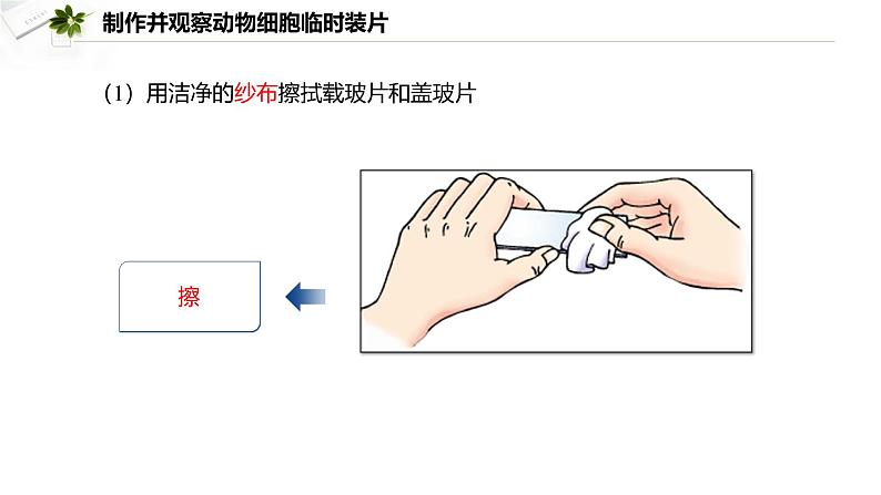 2.2.1.2 动物细胞  课件----2024-2025学年北师大（2024版）七年级生物上册04