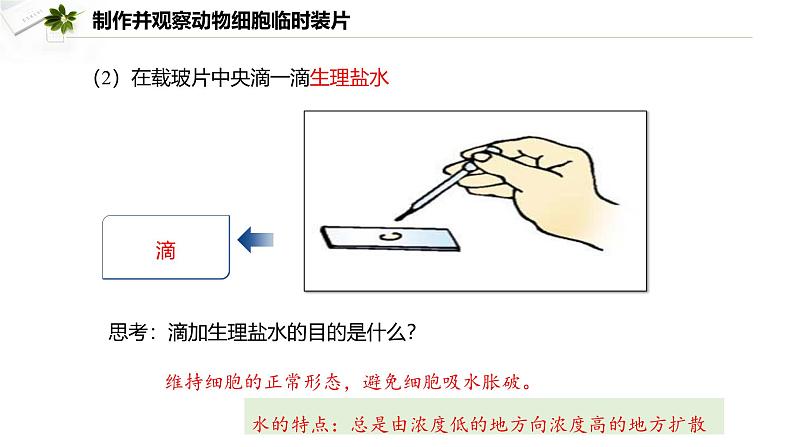 2.2.1.2 动物细胞  课件----2024-2025学年北师大（2024版）七年级生物上册05