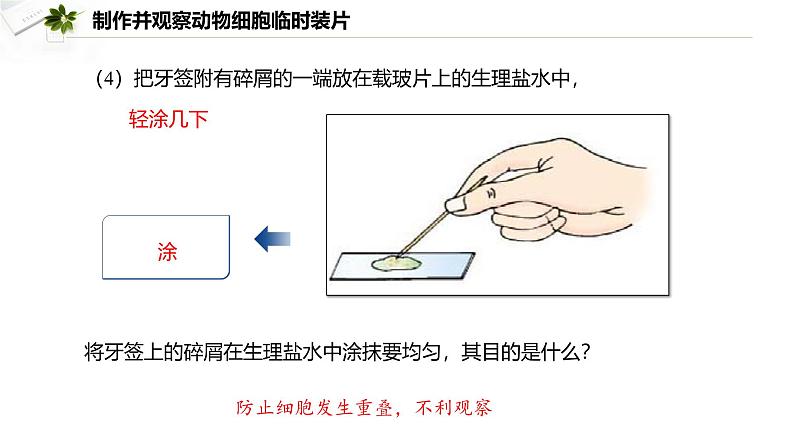 2.2.1.2 动物细胞  课件----2024-2025学年北师大（2024版）七年级生物上册07