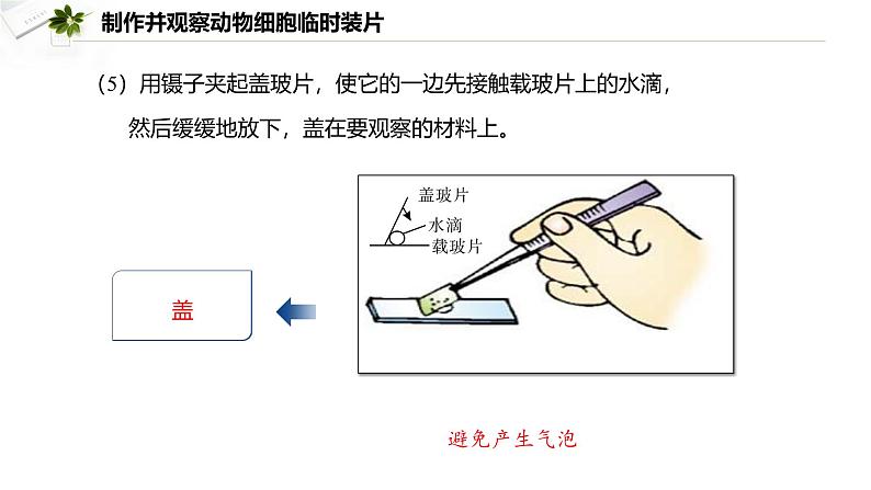 2.2.1.2 动物细胞  课件----2024-2025学年北师大（2024版）七年级生物上册08