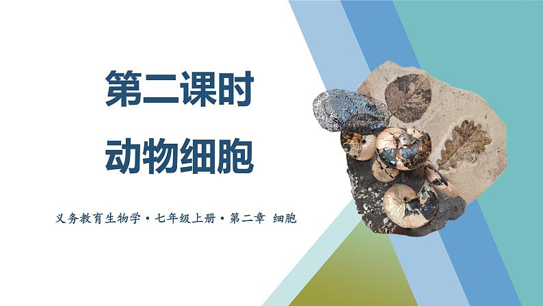 2.2.1.2 动物细胞 课件 ----2024-2025学年北师大（2024版）七年级生物上册01