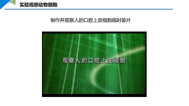 2.2.1.2 动物细胞 课件 ----2024-2025学年北师大（2024版）七年级生物上册02