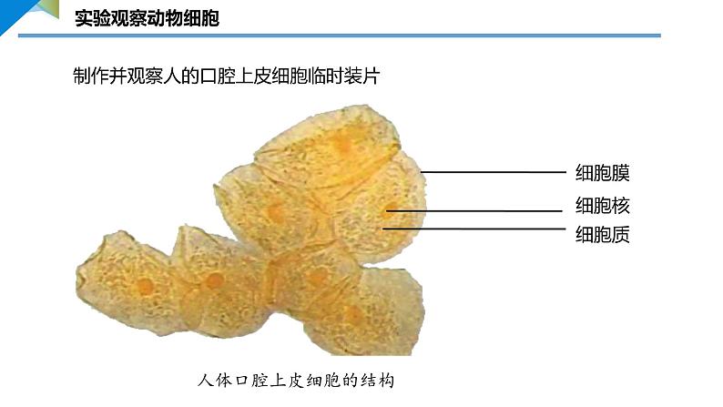 2.2.1.2 动物细胞 课件 ----2024-2025学年北师大（2024版）七年级生物上册03