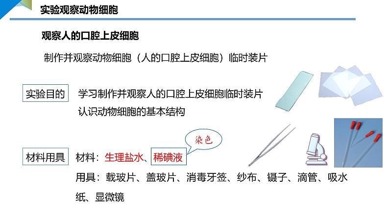 2.2.1.2 动物细胞 课件 ----2024-2025学年北师大（2024版）七年级生物上册04