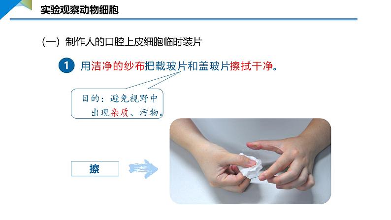 2.2.1.2 动物细胞 课件 ----2024-2025学年北师大（2024版）七年级生物上册05