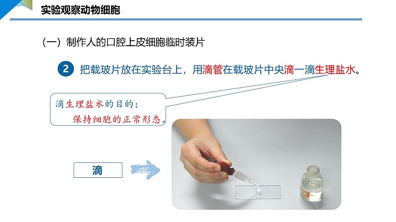 2.2.1.2 动物细胞 课件 ----2024-2025学年北师大（2024版）七年级生物上册06