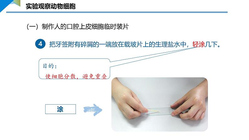 2.2.1.2 动物细胞 课件 ----2024-2025学年北师大（2024版）七年级生物上册08