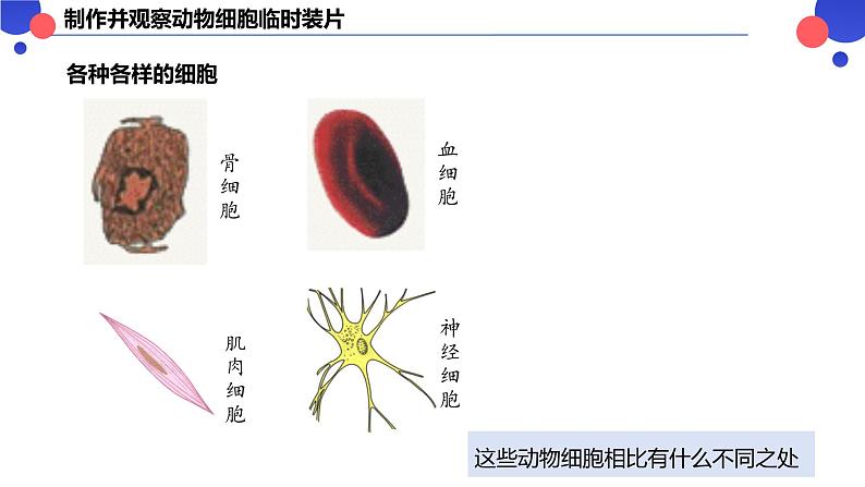 2.2.1.2 动物细胞 课件----2024-2025学年北师大（2024版）七年级生物上册03