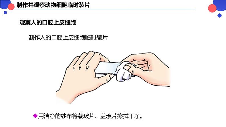 2.2.1.2 动物细胞 课件----2024-2025学年北师大（2024版）七年级生物上册04