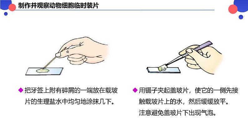 2.2.1.2 动物细胞 课件----2024-2025学年北师大（2024版）七年级生物上册06