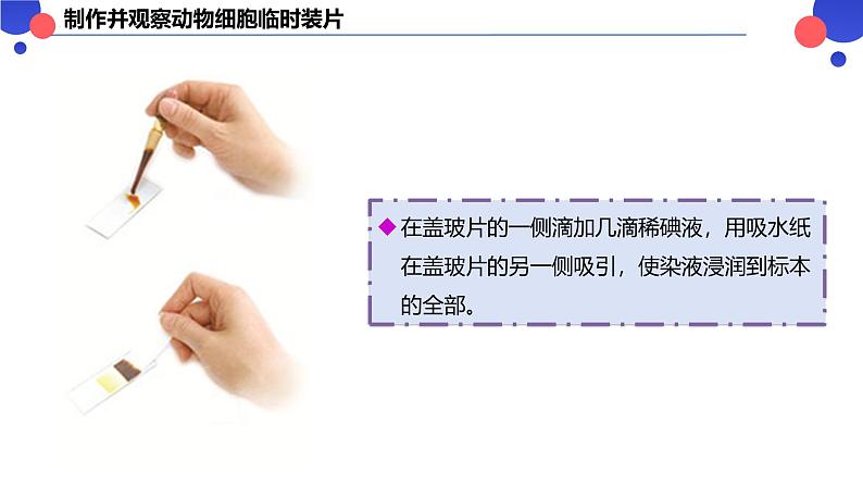 2.2.1.2 动物细胞 课件----2024-2025学年北师大（2024版）七年级生物上册07