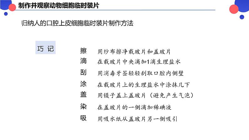 2.2.1.2 动物细胞 课件----2024-2025学年北师大（2024版）七年级生物上册08