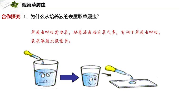 2.2.2  细胞是生命活动的单位  课件----2024-2025学年北师大（2024版）七年级生物上册03